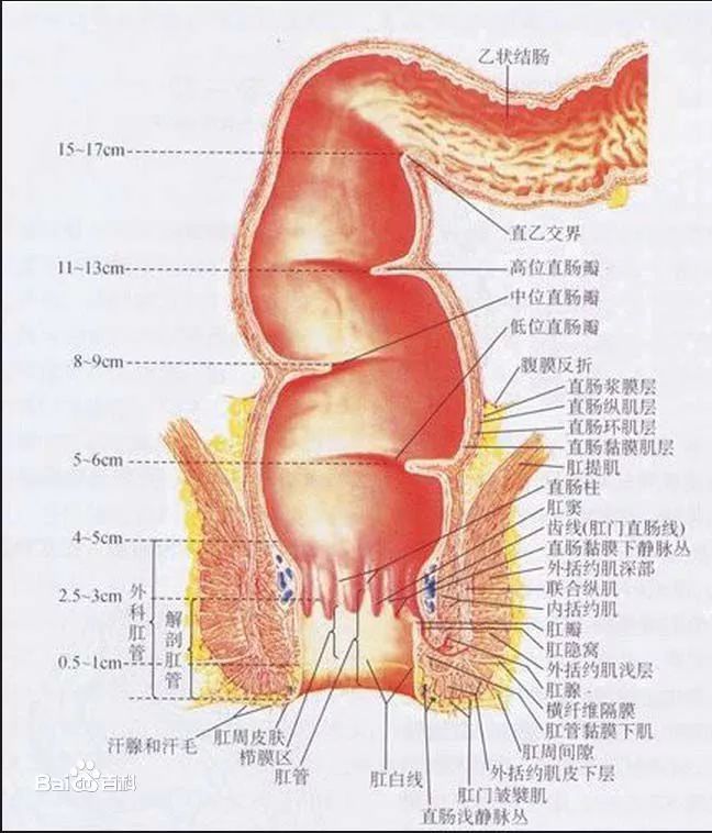 做了痔疮手术,你的肛门就可以高枕无忧了吗?