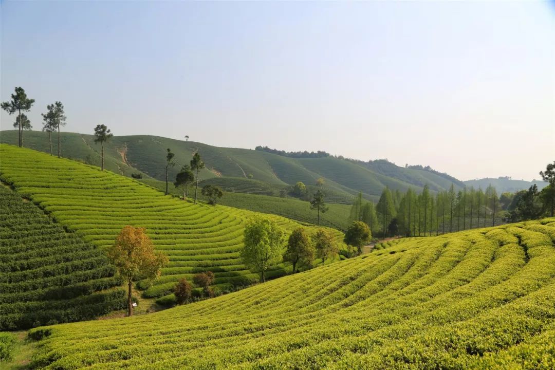 这茶山,就是金山银山!_安吉东