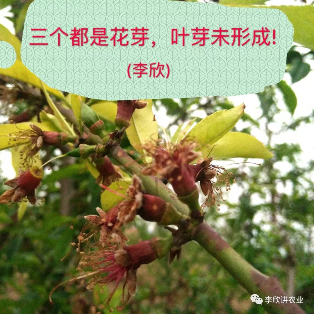 桃树的芽子与苹果,梨不一样,不是混合芽,而是单纯芽.