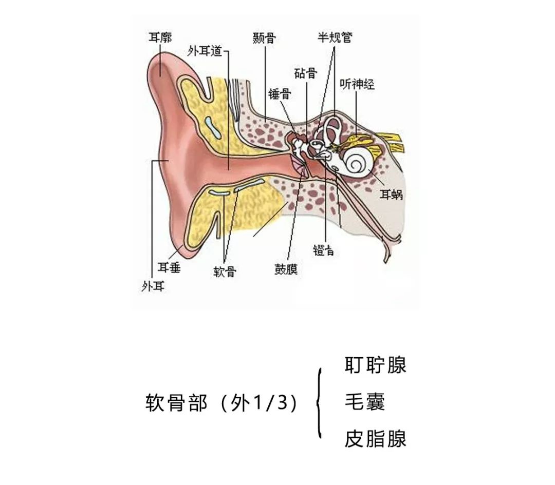 这个名字像是闹着玩的基因 携带着你的 大汗腺信息 大汗腺呢 就分布在