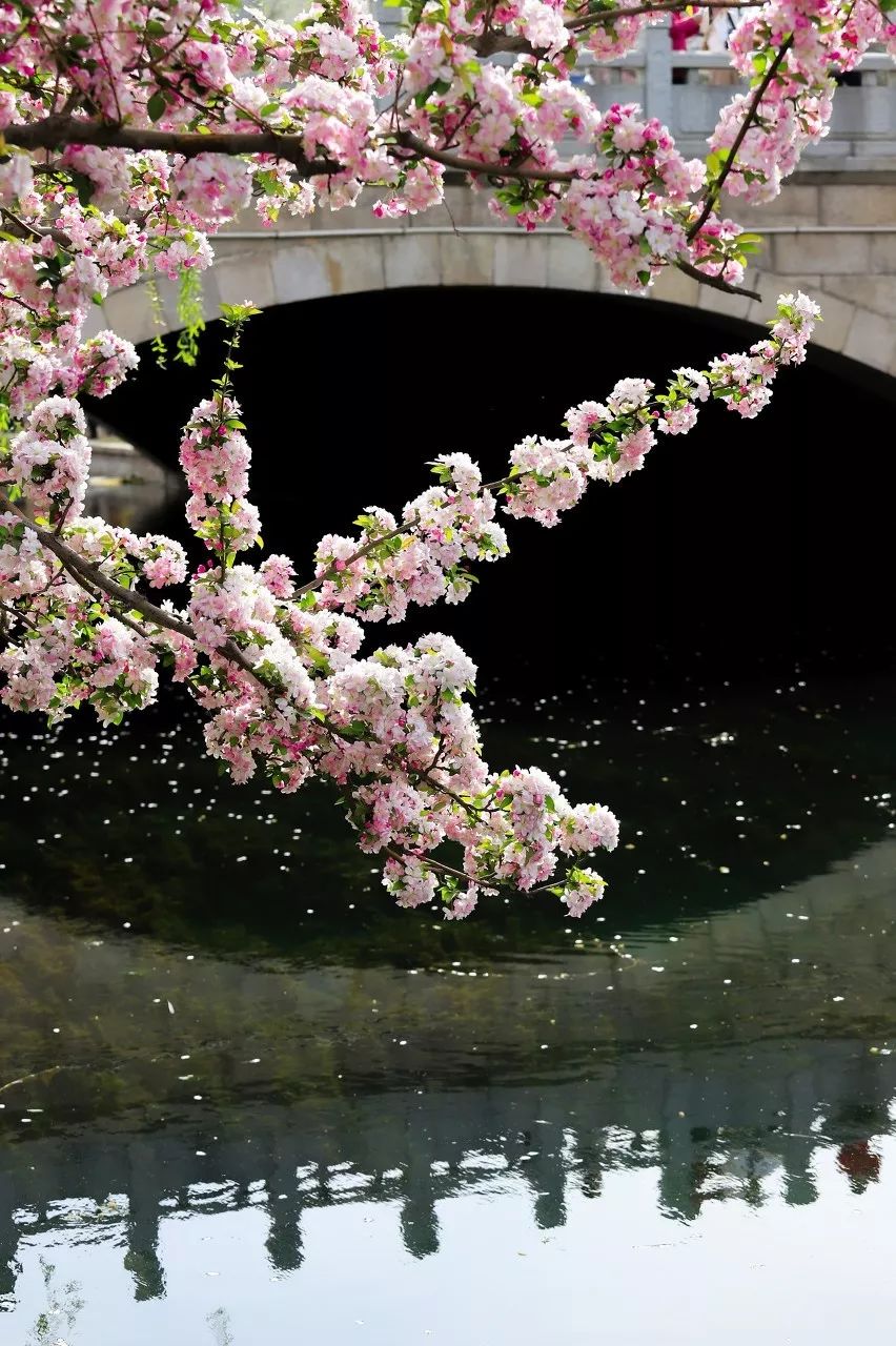 花自飘零水自流 如此梦幻的意境 (图源:图虫) 人在花中,花在水中 一切