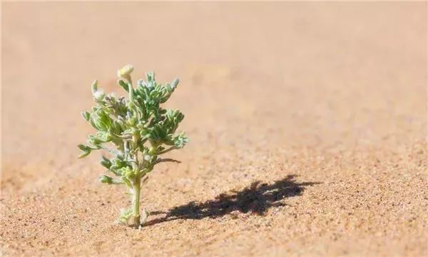 沙漠骆驼尤克里里曲谱_尤克里里曲谱