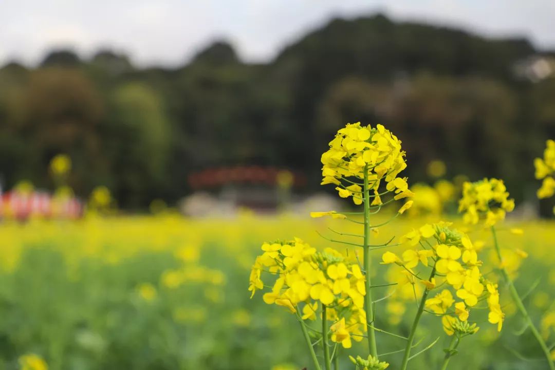 奖金丰厚!古田油菜花季摄影,抖音大赛作品征集火热进行中