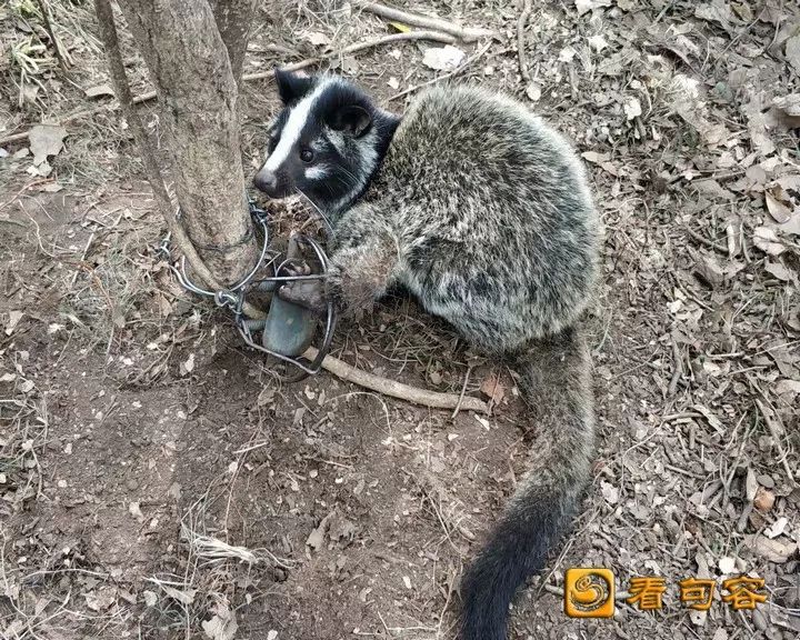 就遇到了两只被陷阱困住的小动物