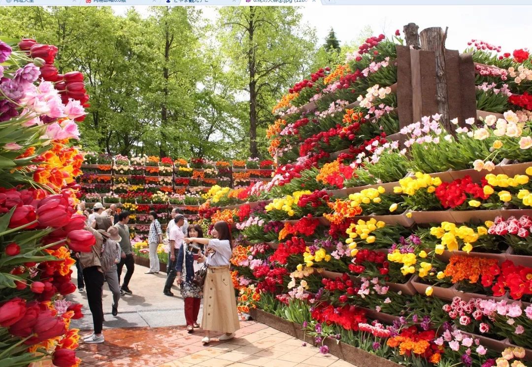 砺波郁金香花博会是日本国内最大型的花展,约有300万株郁金香.