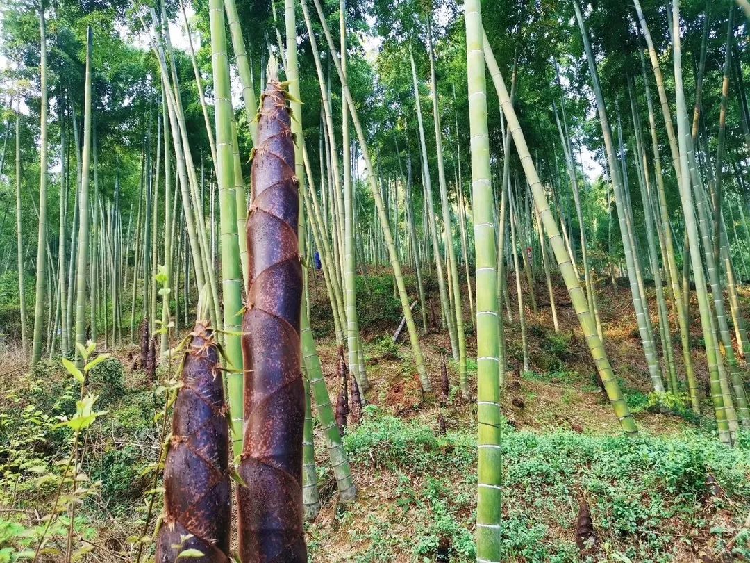 海博山庄春笋宴燃爆你的味蕾,舌尖美味不能错过!