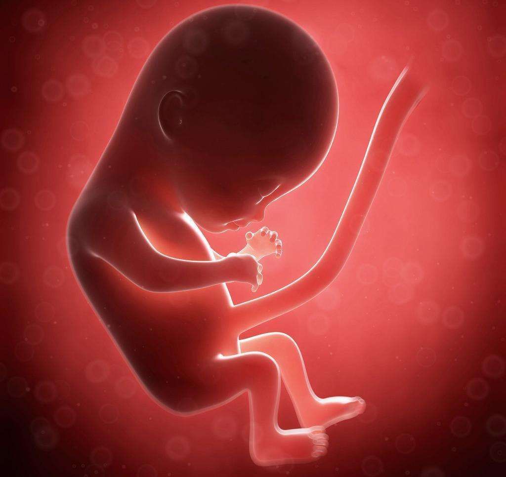 Desarrollo embrionario. Feto humano crecimiento etapas de embarazo ...