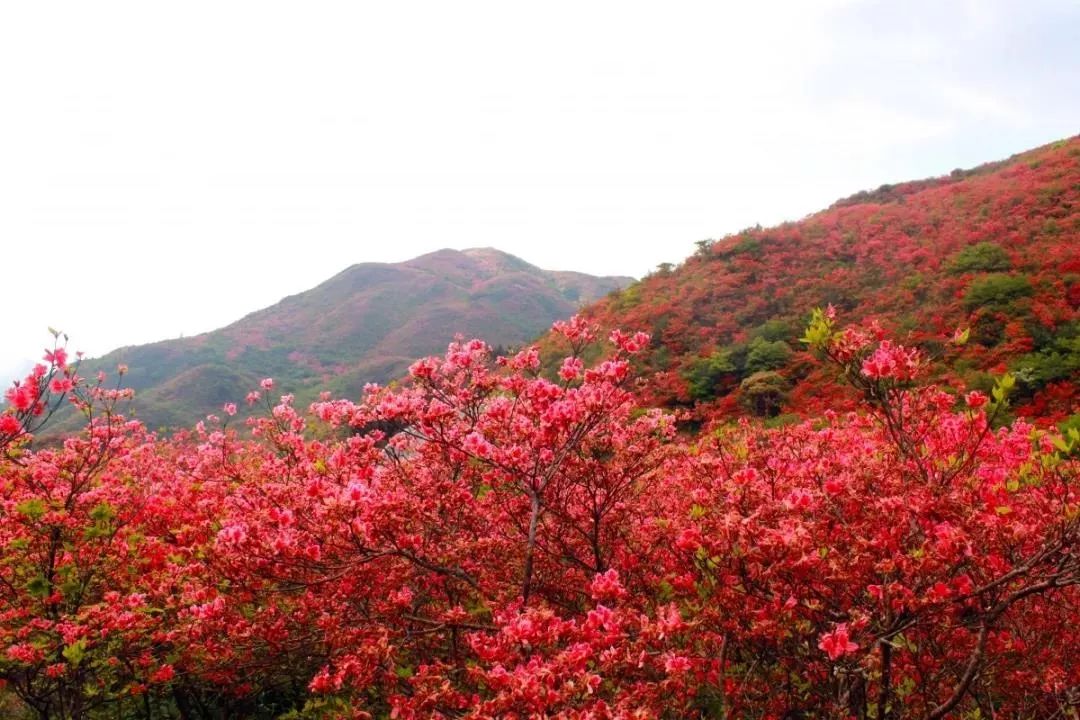 漫山遍野的杜鹃花开