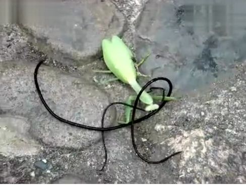 螳螂为什么有铁线虫