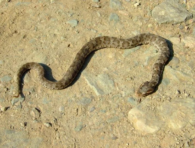 提醒近期这种生物很常见长沙八医院已接诊6例男子游松雅湖被蛇咬伤