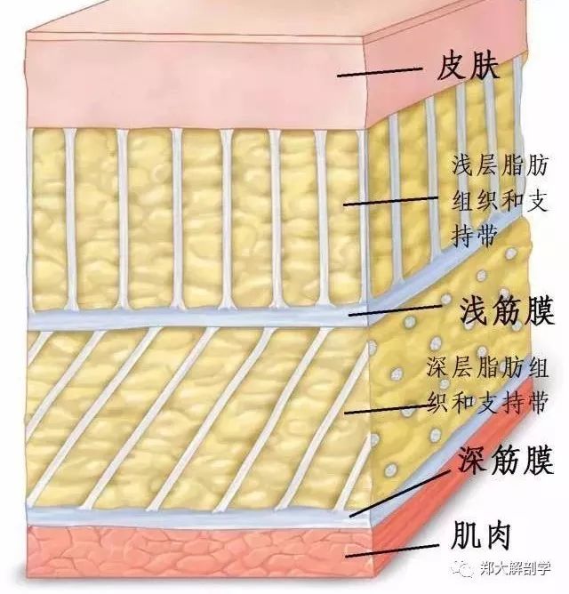 筋膜系列筋膜和神经