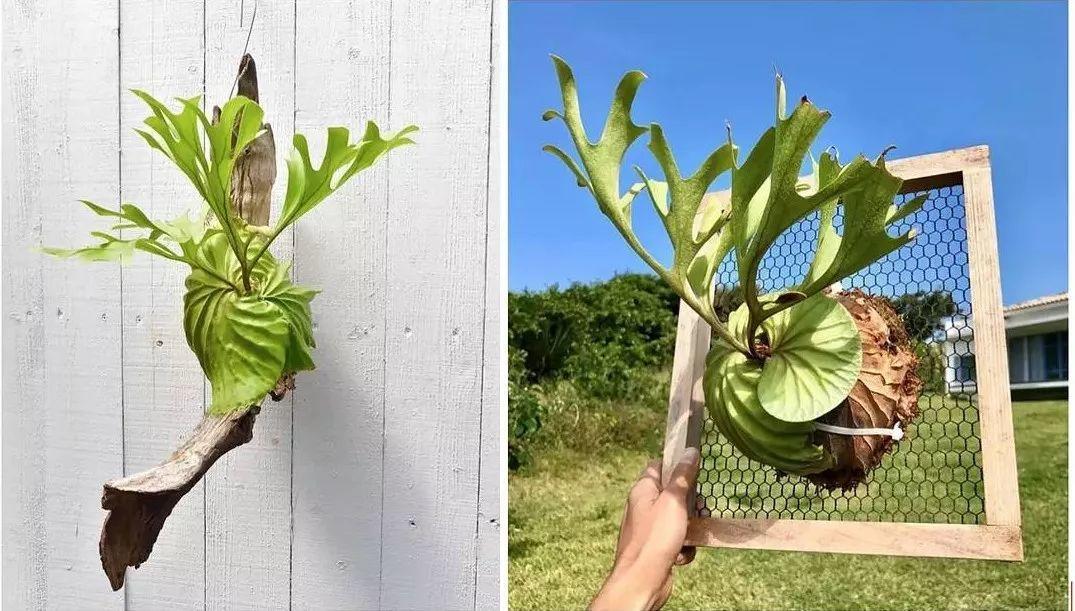 灵魂有趣的人,连养的花也奇奇怪怪,有的都没见过!_植物