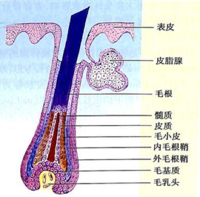 颜料长毛怎么办