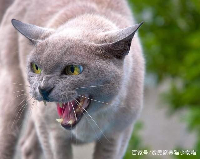 猫咪快视