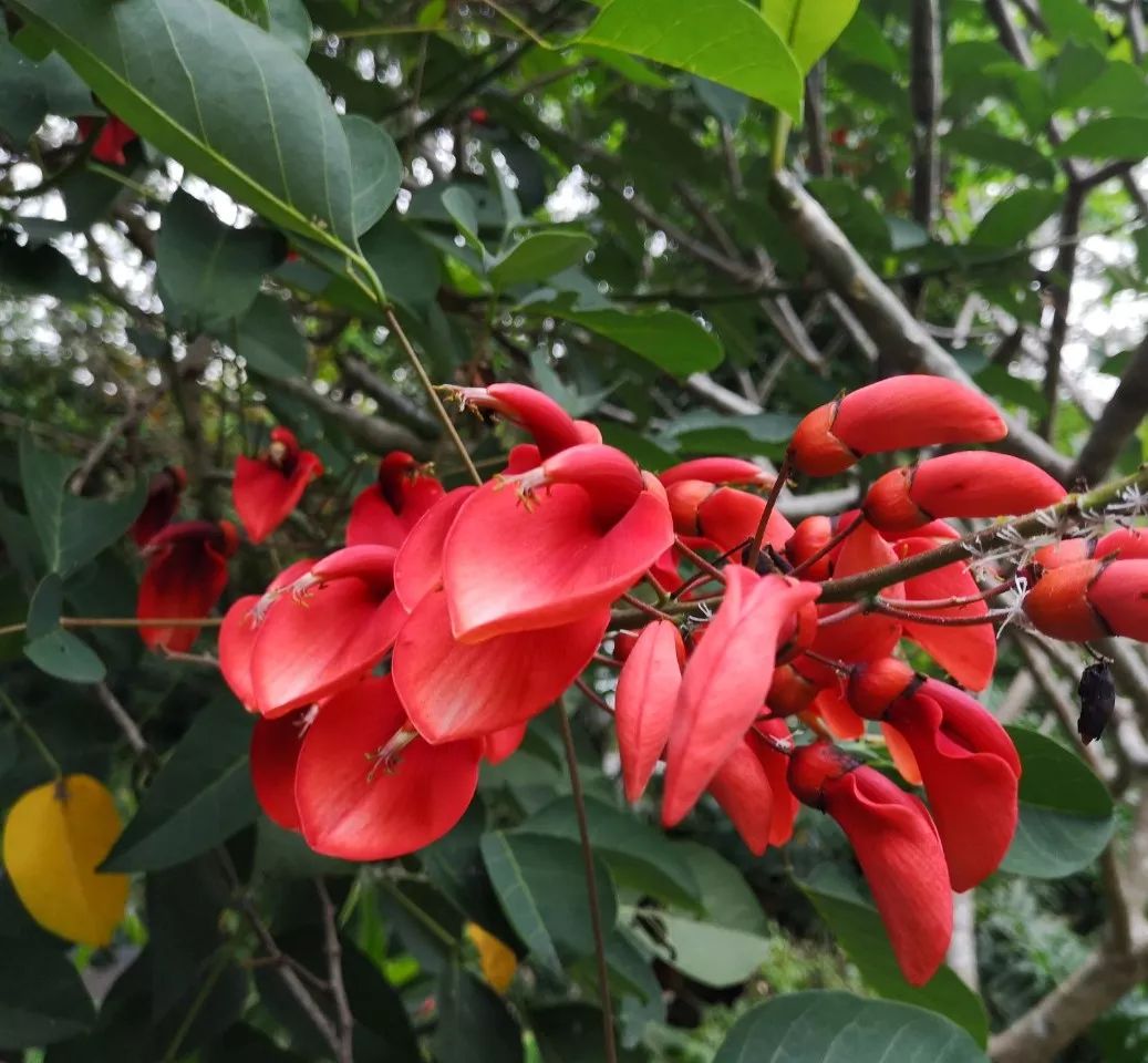 赏花识草春末夏初鸡冠刺桐花开艳枝头