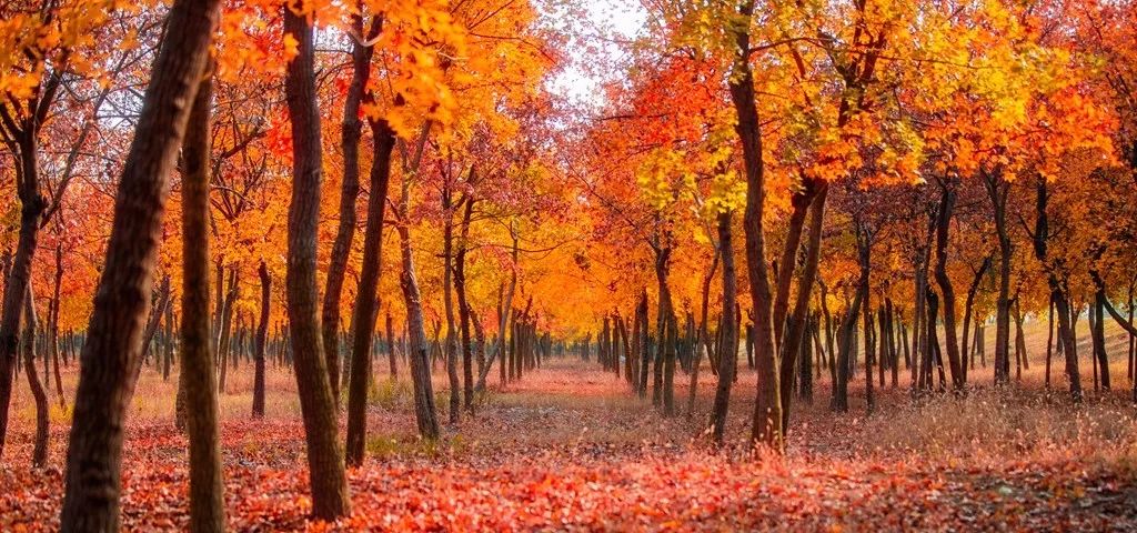 《深秋的红叶林》