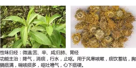 最全中草药图谱,附主治功效(吐血整理,建议收藏)