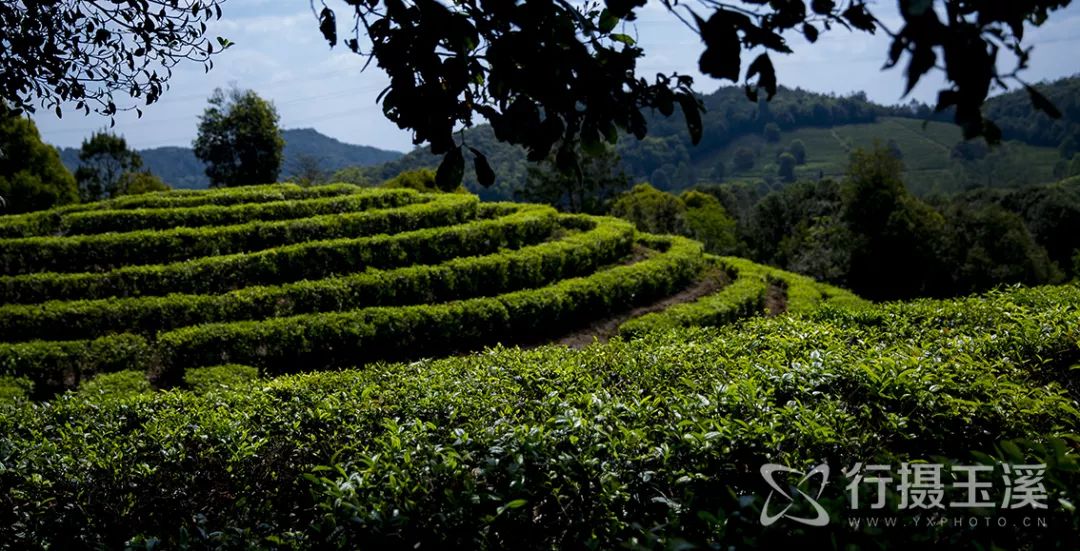 寻梦茶山云茶山庄摄影采风