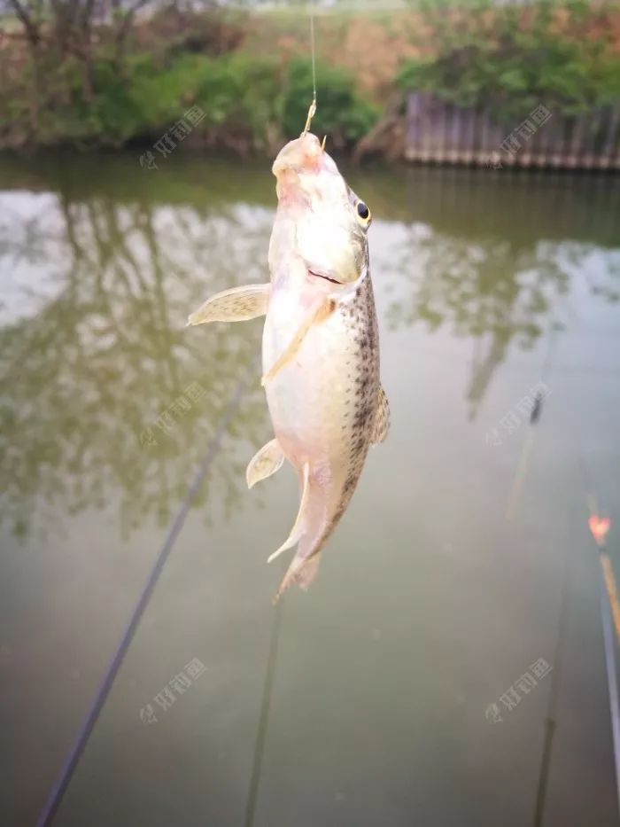 瘦长芦花鱼双飞鳑鲏倒挂金钩鳑鲏正口鳑鲏大号鳑鲏,可以遛一下哦96