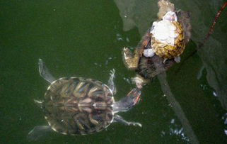 巴西龟可以深水养吗
