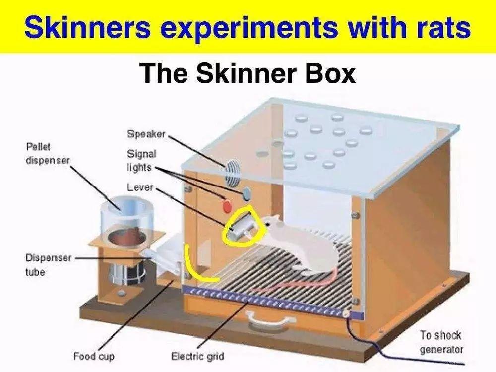 斯金纳箱是著名的心理学实验装置,它是行为主义者斯金纳在1938年在