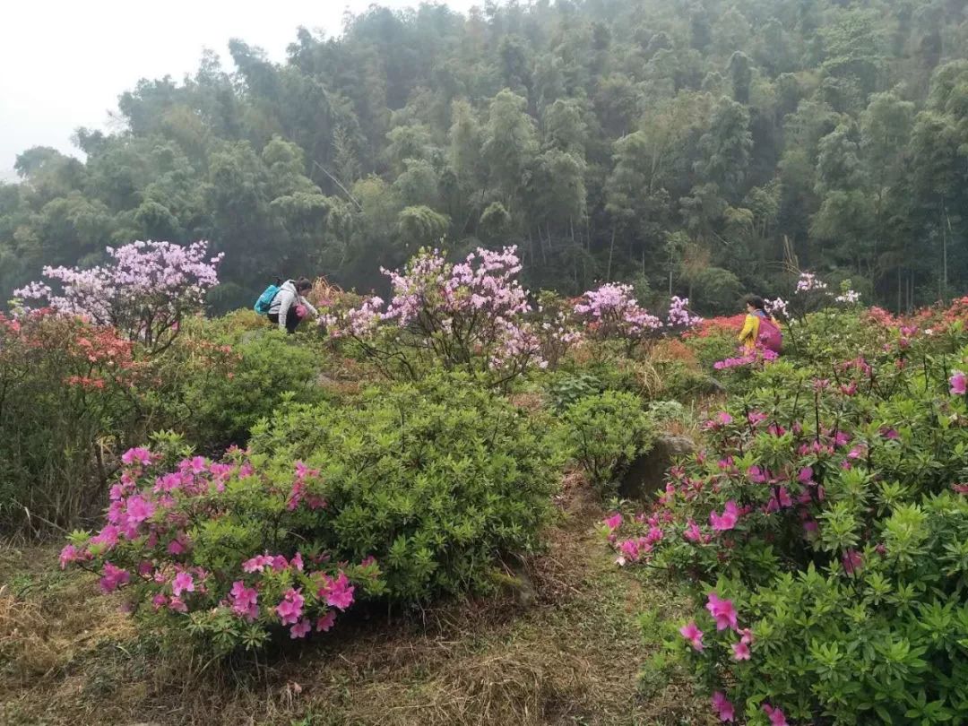 江西最新的观赏杜鹃花地图,这么多景区免门票!