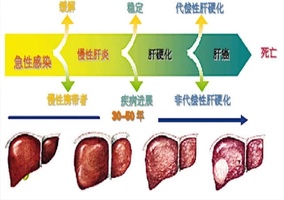 乙肝明星