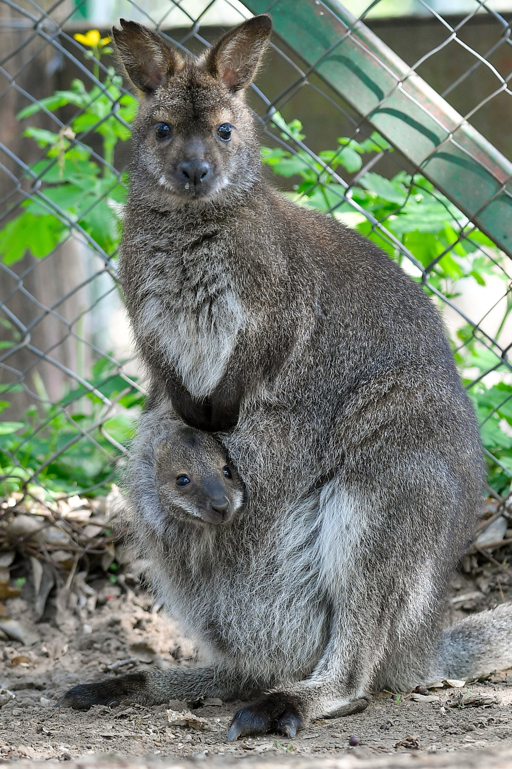 4月17日,在匈牙利德布勒森动物园,一只新生的红颈袋鼠幼崽待在妈妈的