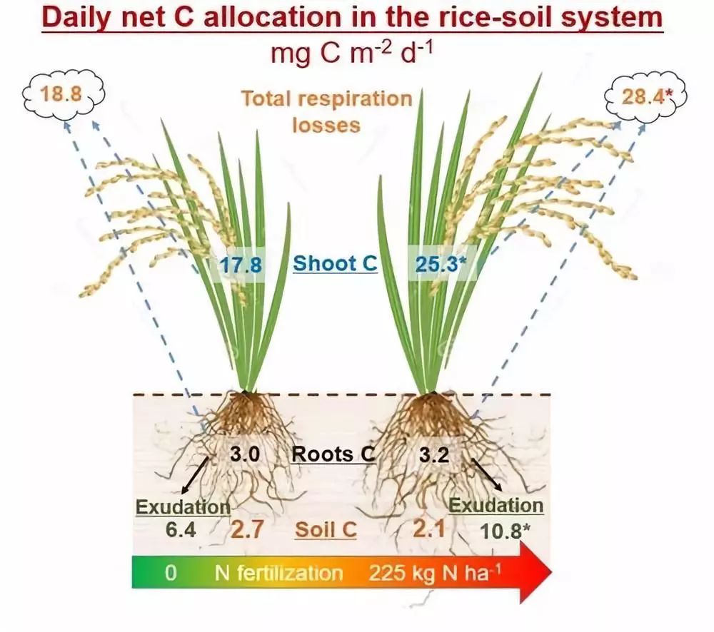 科研动态水稻根际沉积碳的输入和土壤固持对施氮的响应获新进展