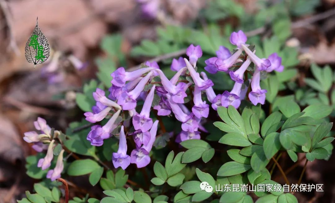 昆嵛植物丨早春那些花儿_延胡索