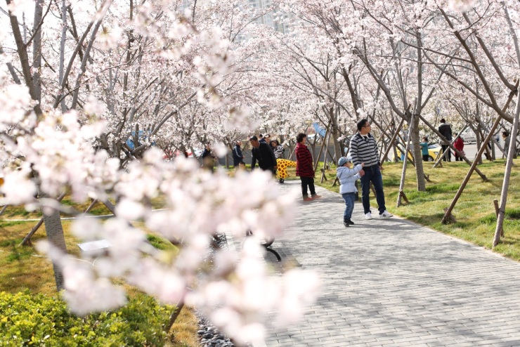 (龙湖·葡醍海湾|樱花大道实景图)