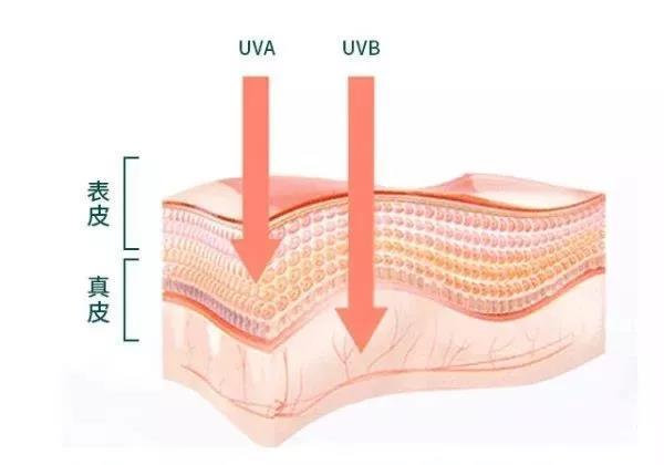 uva(长波320-420nm)它很有穿透力,可直达肌肤真皮层,破坏弹性纤维和