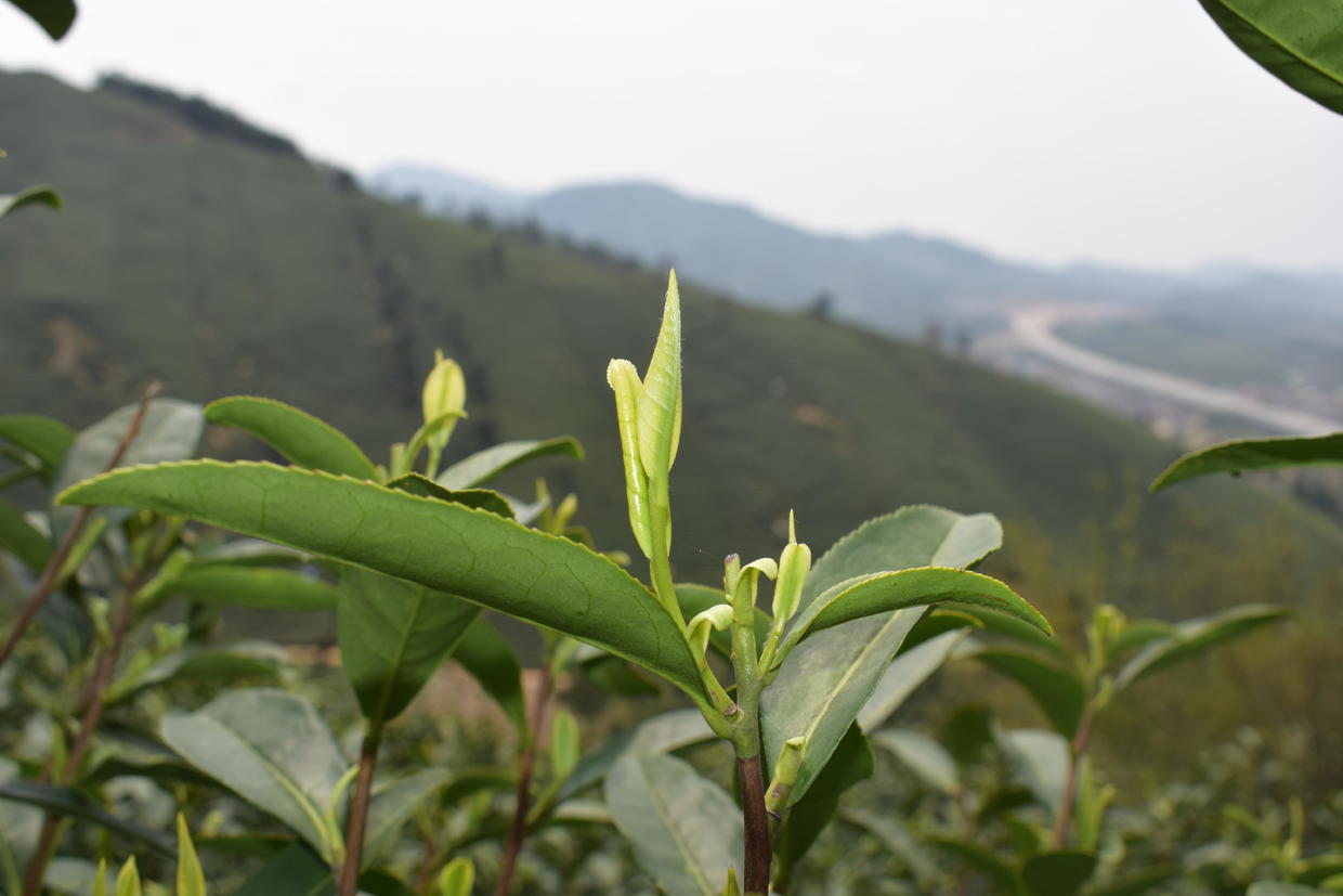 旅游 正文  安吉白茶采自一种变异的茶树,学名叫做"白叶一号".