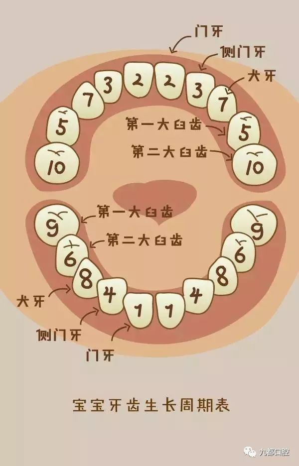 儿童换牙顺序为: 在儿童6-8岁时开始长第一颗恒牙,即中切牙,第一磨牙