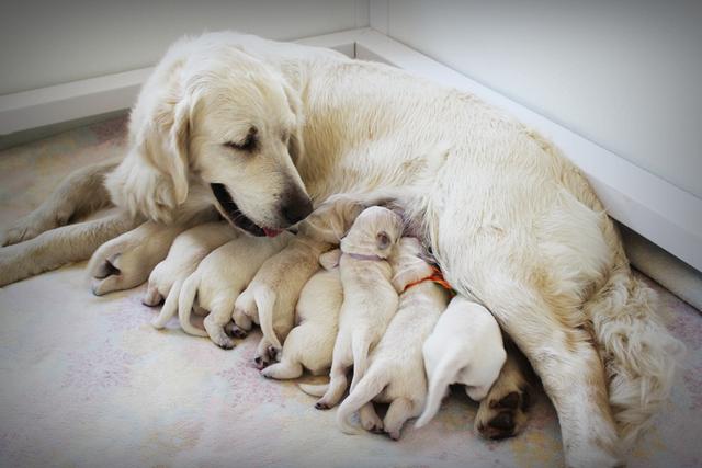狗狗出生后4-7周,必须在狗妈妈身边,才能成为一只好狗_小狗