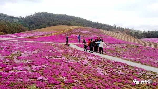 又到芝樱花海季 白虎山花卉盆景主题庄园开张啦 绣球