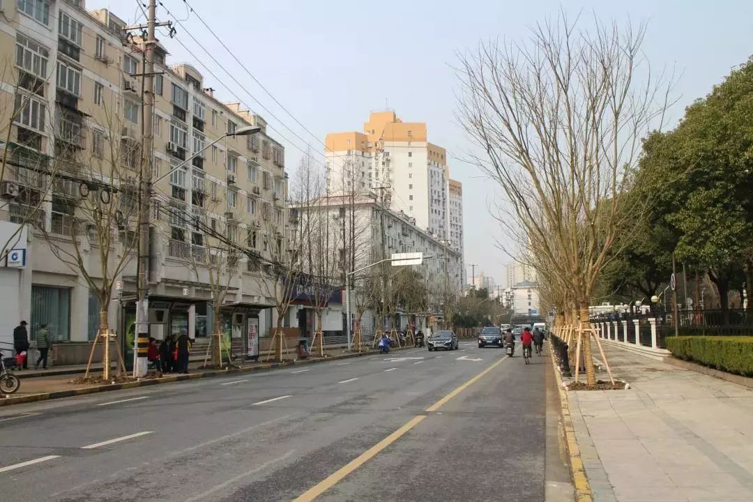 白玉路(曹杨路-瞿家廊路),顺义路(白玉兰向西)多年来未能添置行道树