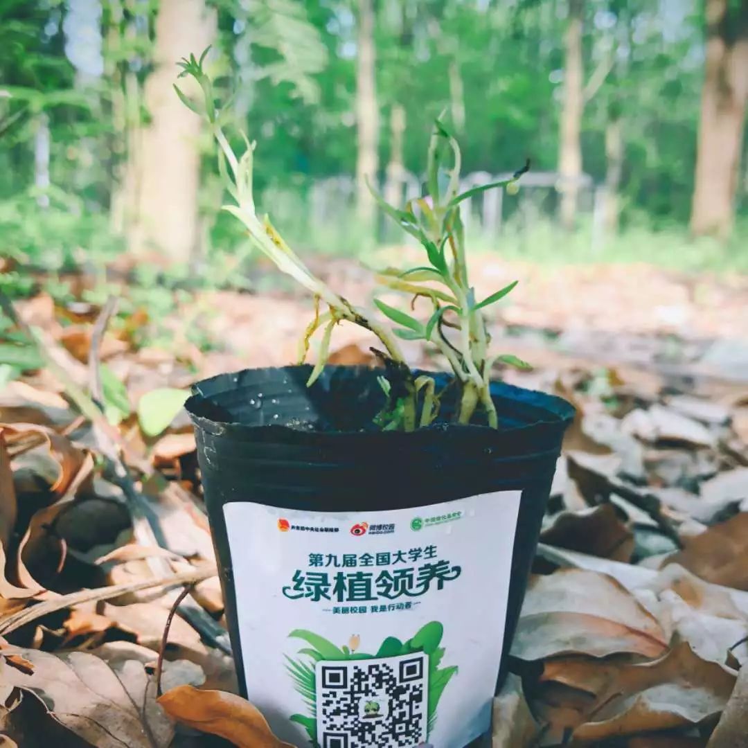 【绿植领养活动】听说你想领取免费绿植和明星周边?