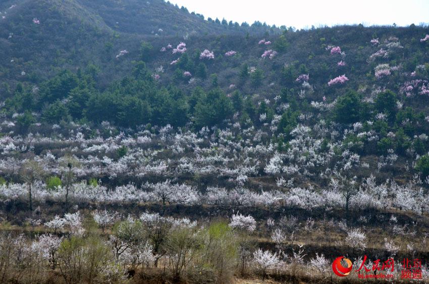 高清组图:延庆万亩杏花迎世园盛会