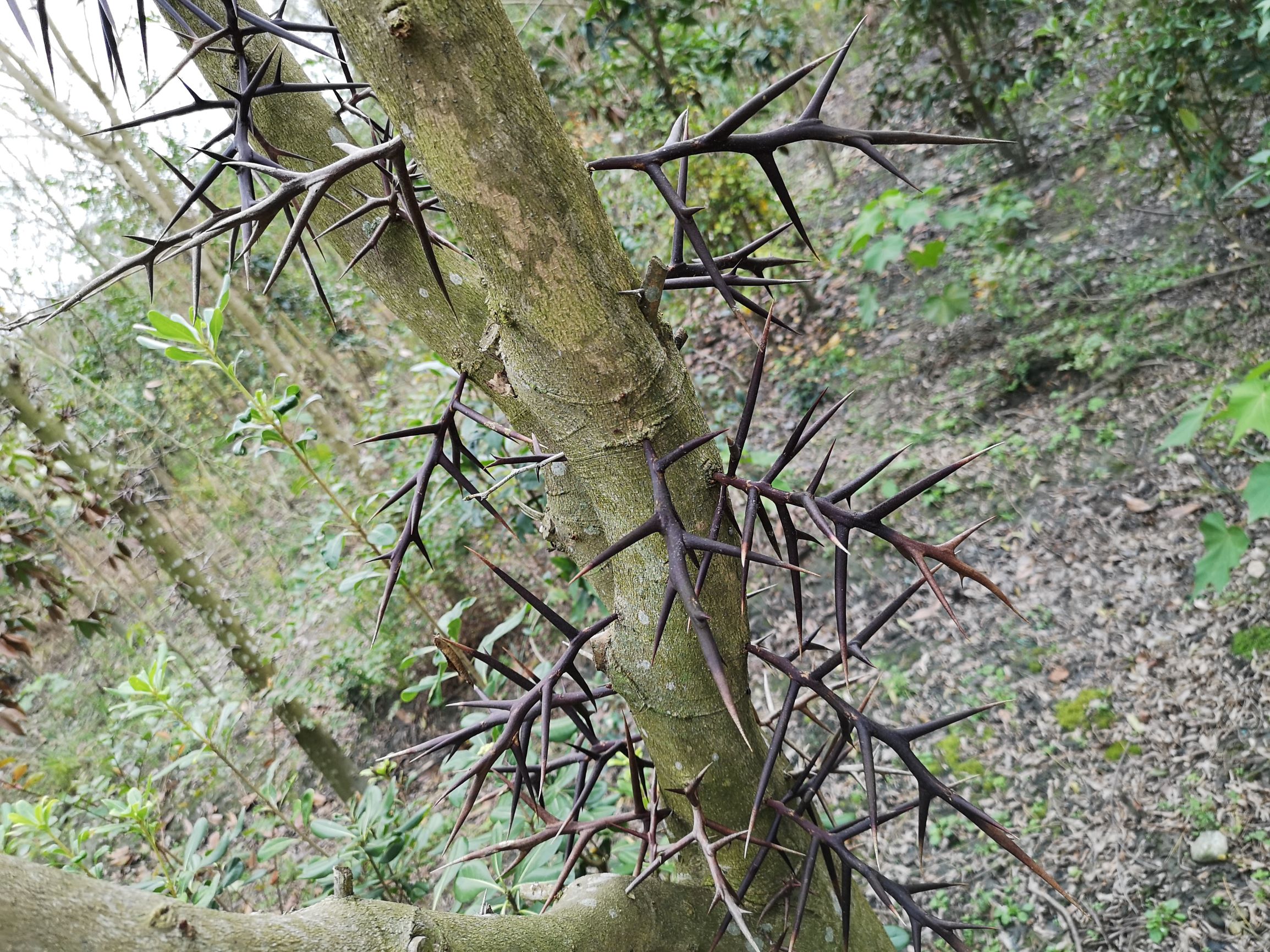在我国很多地方都能看到这种树,它身上长满了刺,粗大的黑刺看上去和树
