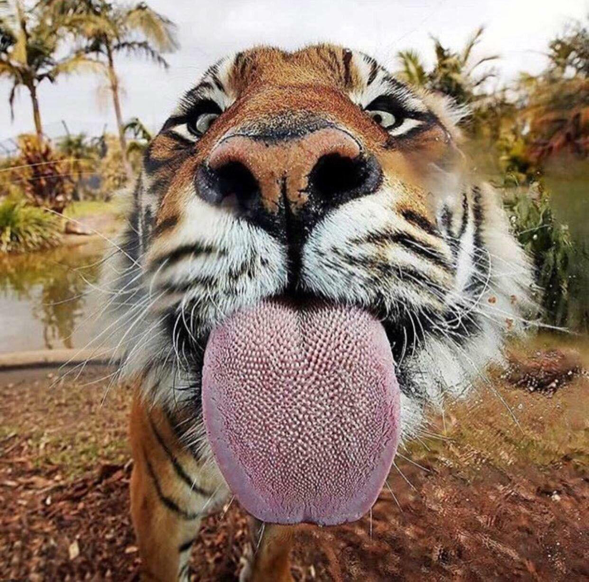 除了爪子和牙齿外,老虎的舌头也是一把刮骨刀,被舔一下后果严重