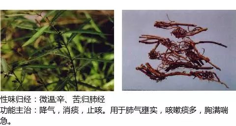 最全中草药图谱,附主治功效(吐血整理,建议收藏)