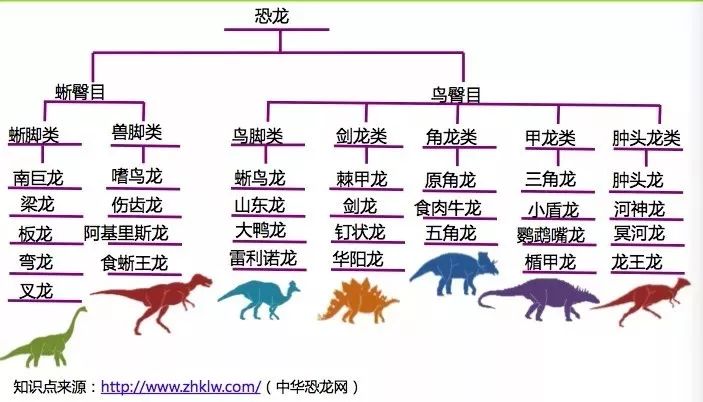 如果用一张树形图对恐龙进行分类,这样就对整个知识结构可以清楚掌握