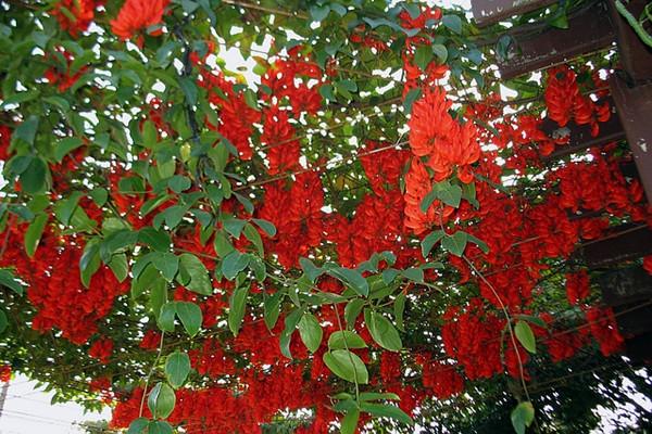 园林观赏藤蔓花卉——红玉藤的栽培技术