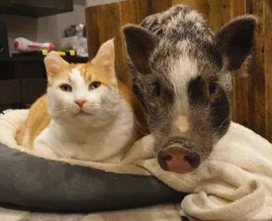 家裡養橘豬是什麼體驗？哦，是說一只貓和一只豬那種「橘豬」 未分類 第28張