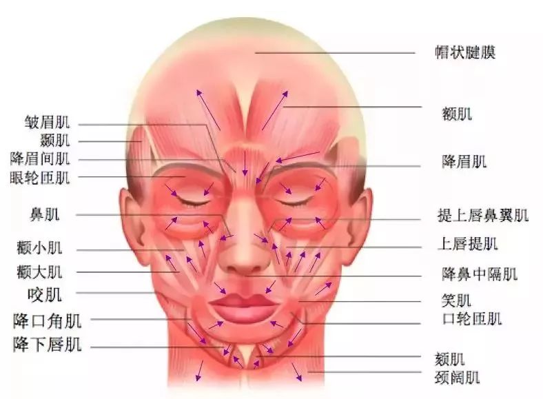 (面部复杂的肌肉分布)