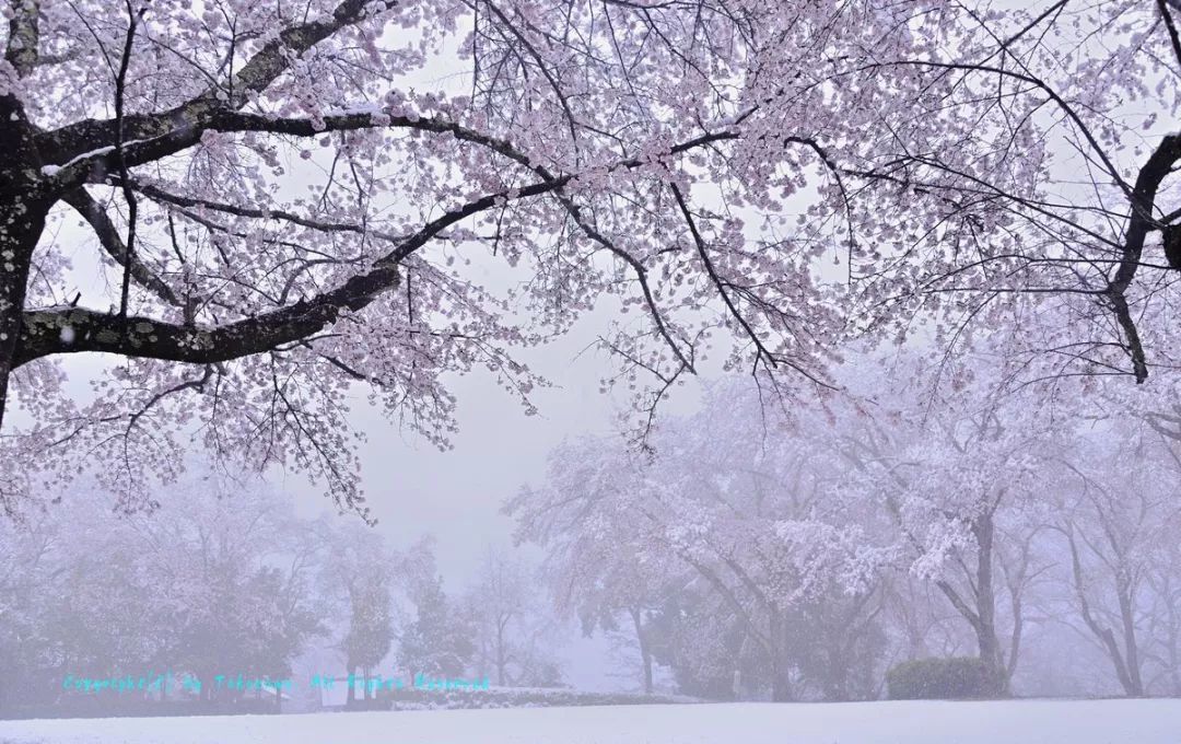 4月樱花盛放时节日本多地遭遇大雪网友分享的雪樱美哭了