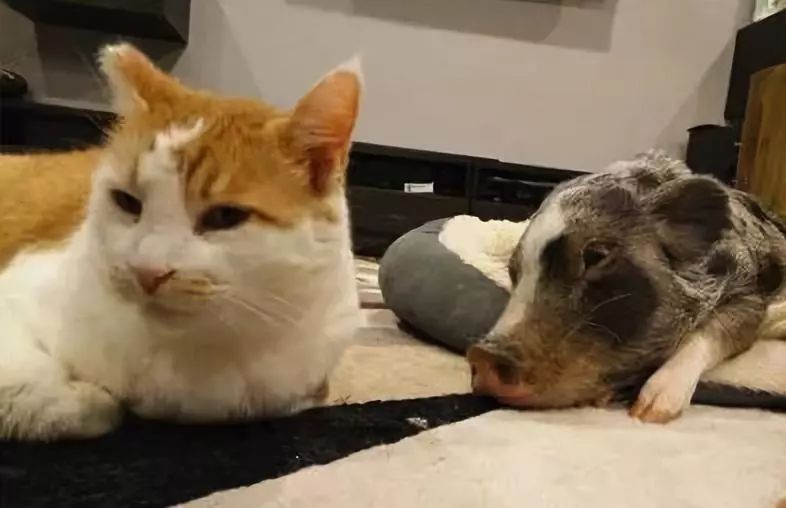 家裡養橘豬是什麼體驗？哦，是說一只貓和一只豬那種「橘豬」 未分類 第5張