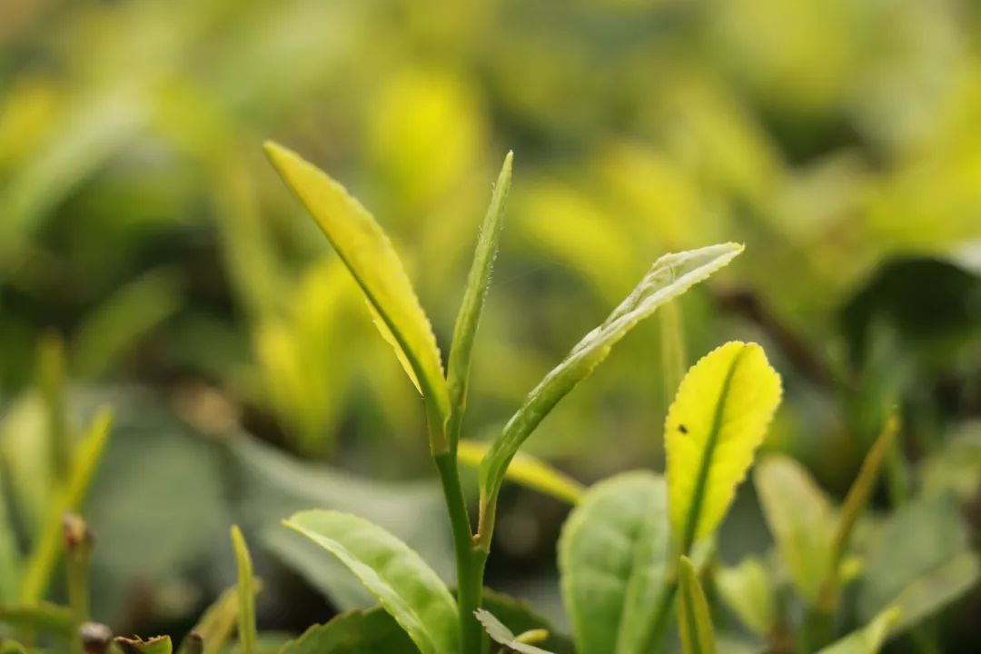 喝一杯新县的谷雨茶,和春天说再见!