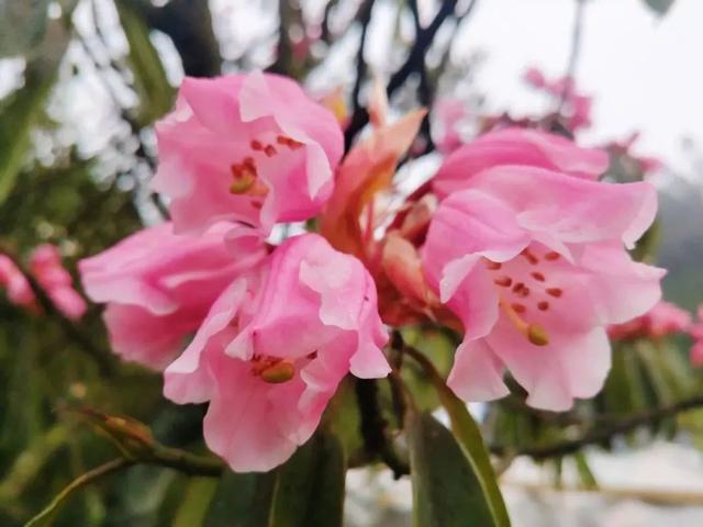 眉山的市花太美了~瓦屋山高山杜鹃正陆续开放.